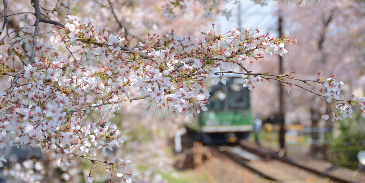 Thực chất, người ta phân biệt hoa anh đào bởi 3 màu sắc khác nhau: Trắng, hồng và đỏ. Ảnh: 123 RF.