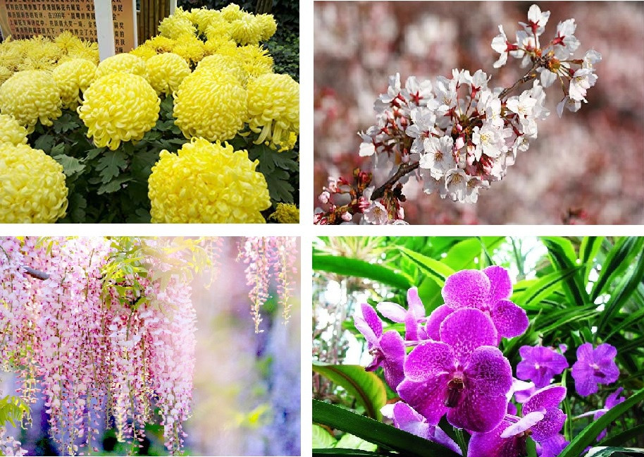 Tuy không có văn bản công nhận chính thức, nhưng cả hoa cúc và hoa anh đào đều được coi là quốc hoa của Nhật Bản. Trong khi hoa cúc vàng xuất hiện trên Hoàng gia huy Nhật Bản (phù hiệu được Thiên hoàng và những thành viên trong hoàng thất Nhật Bản sử dụng), hoa anh đào lại được người dân đất nước này yêu thích nên tồn tại như biểu tượng của nước Nhật.