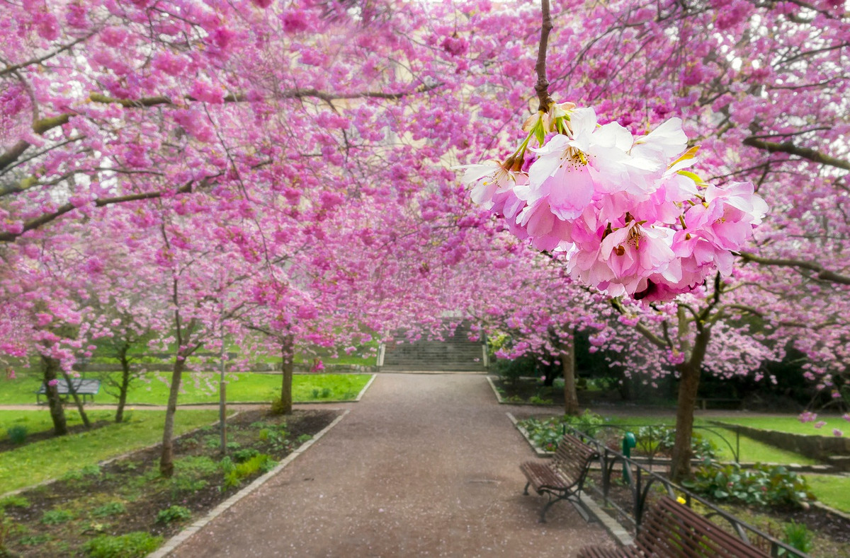 Khi nhắc đến hoa anh đào, người ta thường nghĩ ngay đến Nhật Bản. Tuy nhiên, danh hiệu “thủ đô hoa anh đào của thế giới” lại không thuộc về quốc gia này mà thuộc về thành phố Macon thuộc bang Georgia của Mỹ. Nơi đây sở hữu hơn 350.000 cây anh đào và thường tổ chức lễ hội hoa vào mỗi mùa xuân. Ảnh: Shutterstock.
