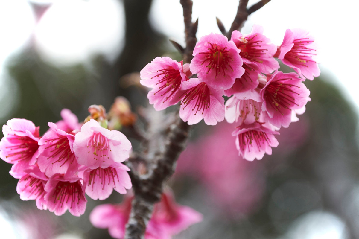 Okinawa là tỉnh cực Nam của Nhật Bản, nằm gần phía với Đài Loan (Trung Quốc) và cách xa 4 hòn đảo, nơi tọa lạc của hầu hết tỉnh còn lại. Okinawa nổi tiếng là vùng đón hoa anh đào sớm nhất đất nước mặt trời mọc. Nếu như tại 4 đảo chính, hoa anh đào bắt đầu nở vào khoảng cuối tháng 3 đến tháng 4, tại Okinawa, hoa anh đào nở từ cuối tháng 1 đến đầu tháng 2. Ảnh: Shutterstock.