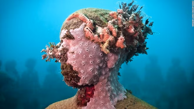 Taylor trồng san hô trên các tác phẩm. Theo thời gian, bọt biển và tảo sẽ bám xung quanh tượng, tạo nên những mô hình đầy màu sắc.