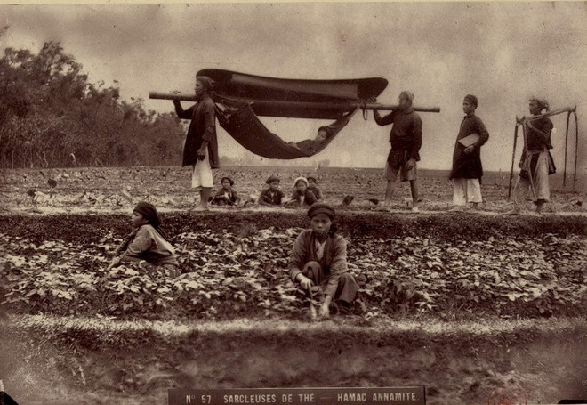 Người làm cỏ cho chè.