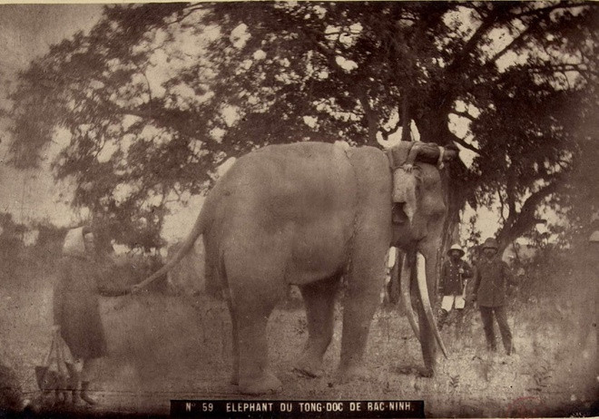 Voi của quan tổng đốc Bắc Ninh.