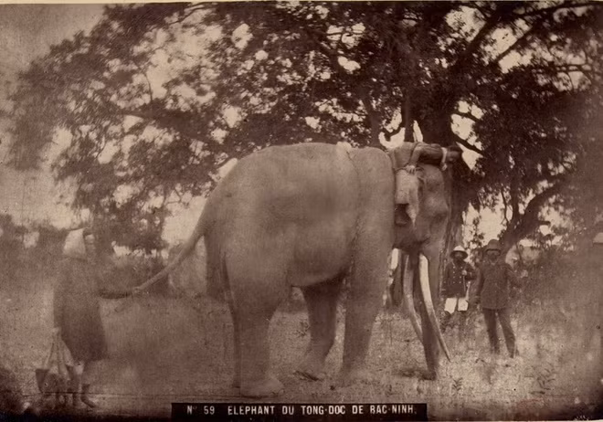 Voi của quan tổng đốc Bắc Ninh.