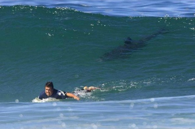 Đảo Reunion (thuộc Pháp) trên biển Ấn Độ Dương nổi tiếng với những vụ cá mập tấn công người. Chúng xảy ra phổ biến đến nỗi chính quyền phải ban hành lệnh cấm tắm biển và lướt sóng trên một nửa bờ biển của đảo.