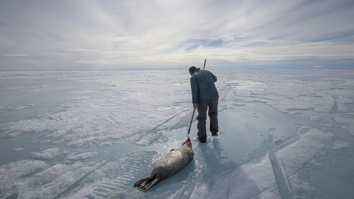Hải cẩu ở đây rất nhiều và có sẵn. Họ câu hải cẩu lấy thịt cho cả gia đình, làm thức ăn cho bầy chó kéo, lấy da của chúng làm quần áo và đem thịt bán sang các vùng khác để có nguồn thu nhập. Ảnh: NPR.