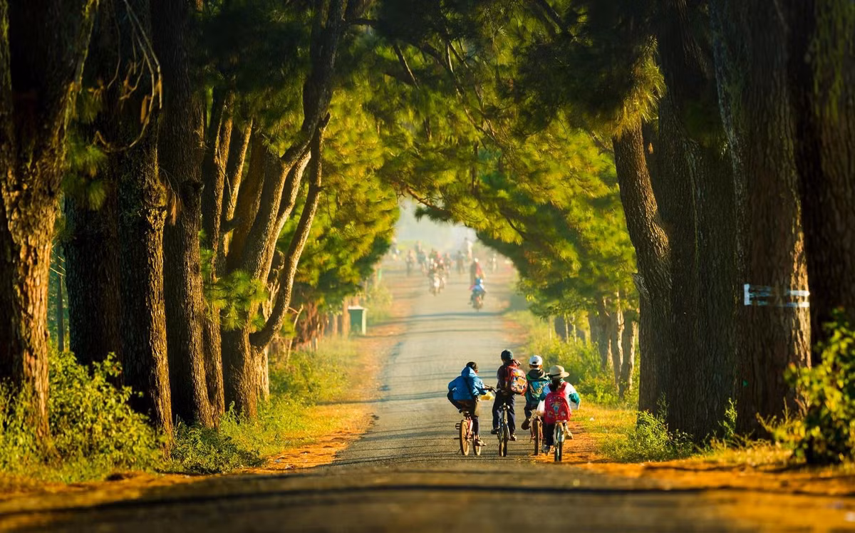 Con đường nhỏ dài gần 1 km với hàng thông trăm tuổi hai bên là địa điểm rất thơ mộng ở khu vực Biển Hồ Chè của Gia Lai. Nhiều du khách đến check-in thường ví von nơi đây là "con đường tình yêu", "con đường Hàn Quốc"... Ảnh: Phan Khánh.