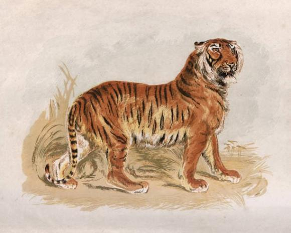 3 tuổi khốn khổ đủ rồi, tuổi này 3 năm liên tiếp trúng quả to 3 tuoi khon kho du roi, tuoi nay 3 nam lien tiep trung qua to