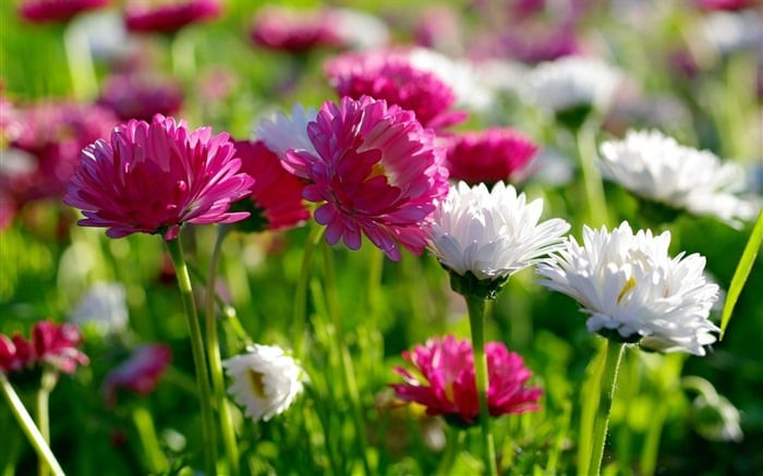 Người sinh ngày Âm lịch này sống lương thiện, hậu vận hưởng sung túc - Hình 2 Nguoi sinh ngay Am lich nay song luong thien, hau van huong sung tuc-Hinh-2