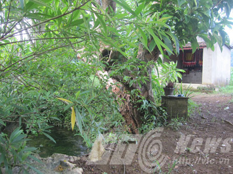 Một ngôi miếu thờ hổ ở huyện Thạch Thành (Thanh Hóa). Một ngôi miếu thờ hổ ở huyện Thạch Thành (Thanh Hóa).