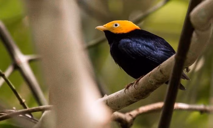 Chim di đầu vàng (Ceratopipra erythrocephala) dài 9cm, phân bố rộng ở phía Bắc của Nam Mỹ. Chim di đầu vàng biểu diễn bằng cách chúng vừa nhảy vừa đập cánh làm phát ra tiếng vù vù, và lướt sang bên hoặc lùi về phía sau.