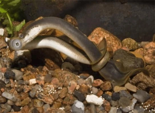 br/> 7. Cá mút đá - 360 triệu năm trước đến nay: Giờ đây, sinh vật thời tiền sử này có thể xuất hiện ngay từ những cơn ác mộng của bạn. Bạn có thể tưởng tượng rằng chúng dùng những chiếc răng khủng khiếp này để bám vào cá và hút máu. Nó đã sống ở đây khoảng 360 triệu năm. Nó có cách sinh tồn riêng, khiến người ta cảm thấy khủng khiếp.