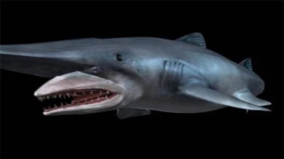 br/> 5. Cá mập yêu tinh (S. europaeus) - 118 triệu năm tới hiện tại: Cá mập châu Âu hay còn gọi là Cá mập kiếm châu Âu, Cá mập châu Âu hay còn gọi là Cá mập yêu tinh là loài duy nhất trong họ Sharidae và là loài cá mập sống ở vùng biển sâu. Nó thích sống ở đáy Thái Bình Dương, giống như họ hàng đã sống cách đây 118 triệu năm.