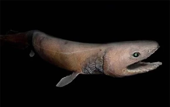 1. Cá mập chiên - 150 triệu năm trước: Cá mập mang xếp đã sống gần 150 triệu năm và là một trong mười loài động vật thời tiền sử còn sống hàng đầu. May mắn thay, nó chỉ lơ lửng gần đáy đại dương. Cá mập mang xếp là loài duy nhất thuộc chi cá mập mang xếp trong họ Chondrichthidae và bộ Hexabranchidae. Vì mang thon dài và có các nếp gấp che vào nhau nên chúng được gọi là cá mập xếp nếp.