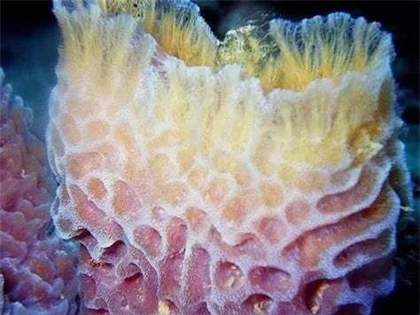 br/> 9. Bọt biển (họ Porifera) - vi sinh vật đầu tiên: Bọt biển thậm chí có thể có nguồn gốc từ những sinh vật không phải vi khuẩn đầu tiên trên Trái đất, tồn tại cách đây 760 triệu năm. Nó là một trong mười loài động vật thời tiền sử lớn nhất còn sống. Bọt biển hiện nay được coi là loài động vật đa bào sống dưới nước nguyên thủy nhất và thấp nhất vì chúng sở hữu hầu hết các đặc điểm cơ bản của động vật.