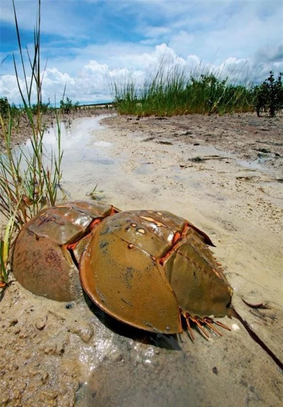 8. Cua móng ngựa – 445 triệu năm trước đến nay: Những sinh vật biển đáng sợ này là cảnh tượng thường thấy ở nhiều bãi biển. Chúng là loài động vật lâu đời nhất và đã sống được 445 triệu năm. Nó là một trong mười loài động vật thời tiền sử lớn nhất còn sống. Nó khiến người ta chỉ nhìn vào thôi cũng cảm thấy kinh khủng.