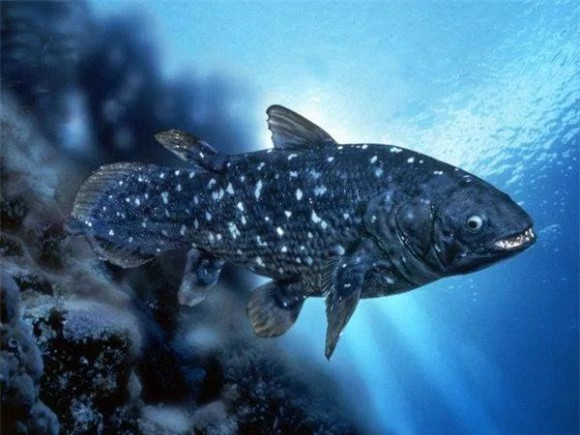  3. Cá vây tay - 360 triệu năm trước đến nay. Cá vây tay là loài cá thuộc bộ Coelacanth, chứa nhánh lâu đời nhất của ngành dưới hàm. Loài cá vây tay được cho là đã tuyệt chủng vào cuối kỷ Phấn trắng, ít nhất 65 triệu năm trước. Nó là một trong mười loài động vật thời tiền sử lớn nhất còn sống. Ý tưởng này chỉ bị tan vỡ sau khi loài cá đuôi giáo được phát hiện ở Nam Phi vào năm 1938. Do đó, hai loài cá đuôi giáo còn tồn tại còn được gọi là hóa thạch sống. 