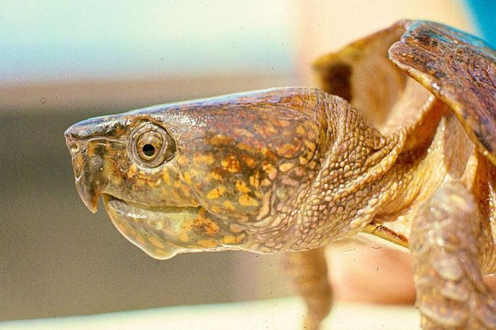 Chúng đã được xếp vào diện loài Nguy cấp trong Sách Đỏ Việt Nam và Sách Đỏ của Liên minh Bảo tồn Thiên nhiên Quốc tế (IUCN).