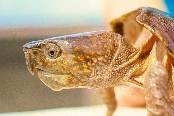 Chúng đã được xếp vào diện loài Nguy cấp trong Sách Đỏ Việt Nam và Sách Đỏ của Liên minh Bảo tồn Thiên nhiên Quốc tế (IUCN).