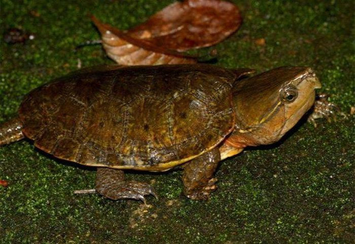 Các chuyên gia khuyến cáo người dân tuyệt đối không săn bắt, buôn bán rùa đầu to.