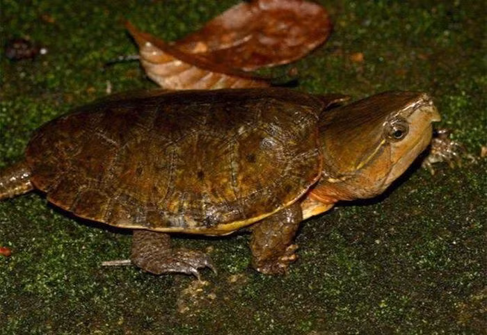 Các chuyên gia khuyến cáo người dân tuyệt đối không săn bắt, buôn bán rùa đầu to.