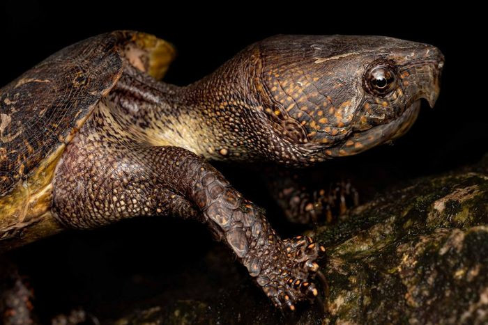 Đây là một loài rùa cỡ nhỏ, có chiều dài không quá 25 cm khi trưởng thành. Đặc điểm nhận dạng của chúng là có cái đầu rất to, không thụt vào trong mai được.