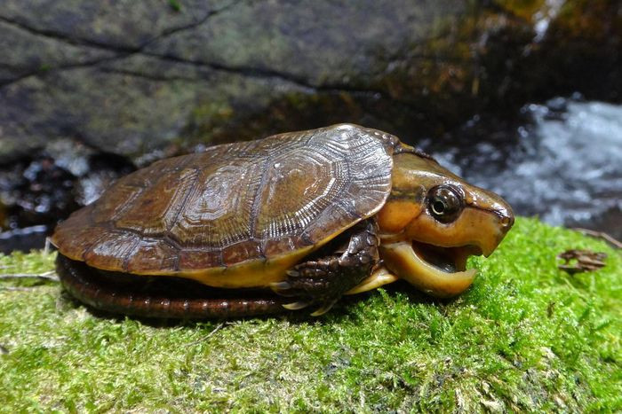 Bên đầu của loài rùa này thường có một vệt vàng nhạt chạy từ mắt tới cổ. Hàm trên tạo thành móc giống như mỏ chim vẹt, nên chúng còn được gọi là rùa mỏ vẹt. Xương sọ của rùa đầu to đặc và dày.