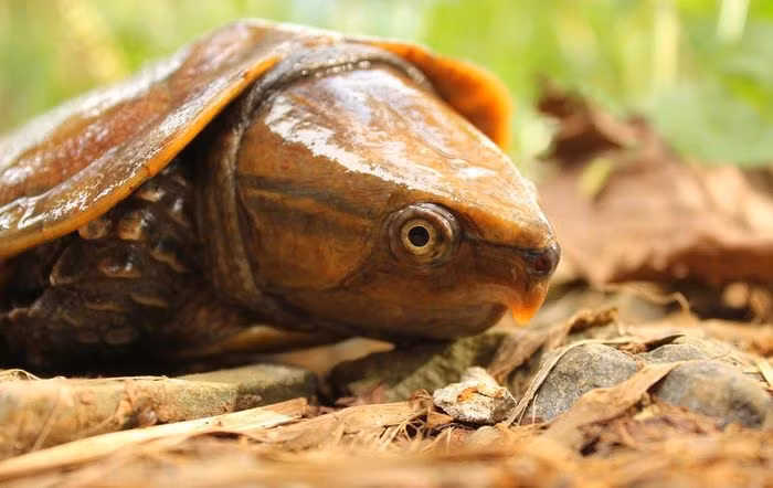 Trên thế giới, loài rùa này phân bố ở Myanmar, Thái Lan, Lào, Campuchia, miền Nam Trung Quốc.