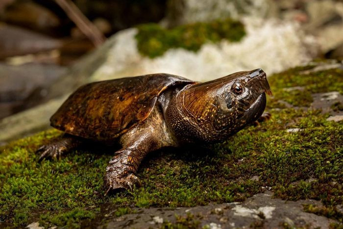 Rùa đầu to sinh sản vào mùa hè. Chúng biết trèo cây, trèo đồi khá tốt.