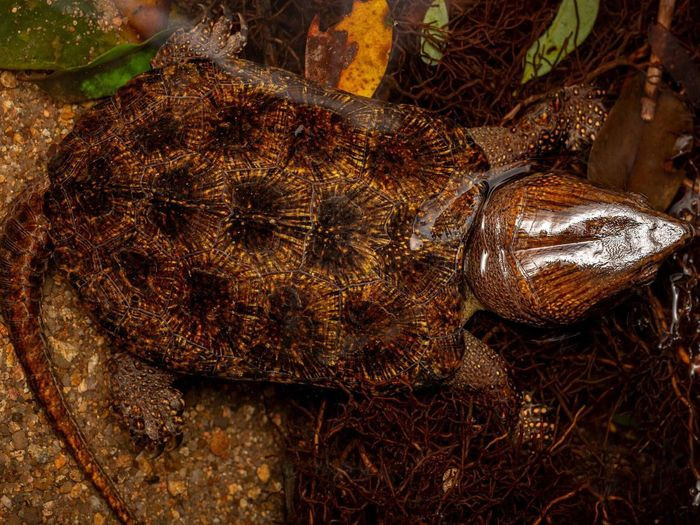 Ban ngày rùa đầu to ẩn dưới các tảng đá hoặc phơi nắng bên bờ suối, lúc trời tối hoặc ban đêm mới ra ngoài kiếm ăn. Thức ăn là cá nhỏ, động vật thân mềm, cua, giun đất và những động vật không xương sống khác.