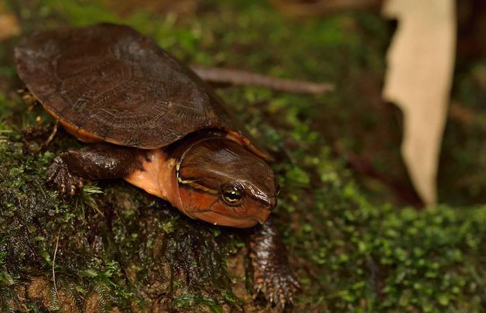Ở Việt Nam, rùa đầu to hiện diện ở các Vườn quốc gia Hoàng Liên, Ba Bể, Phong Nha – Kẻ Bàng, Tam Đảo, Khu bảo tồn Tây Yên Tử và phân bố ở cả khu vực Miền Trung (Quảng Trị), vào đến Tây Nguyên.