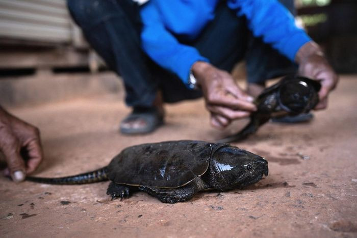 Dù có diện phân bố rộng, hiện nay số lượng rùa đầu to ở Việt Nam đang suy giảm nghiêm trọng do rừng nguyên sinh mất dần, và đặc biệt là do tình trạng săn bắt quá mức để mua bán trao đổi với nước ngoài.