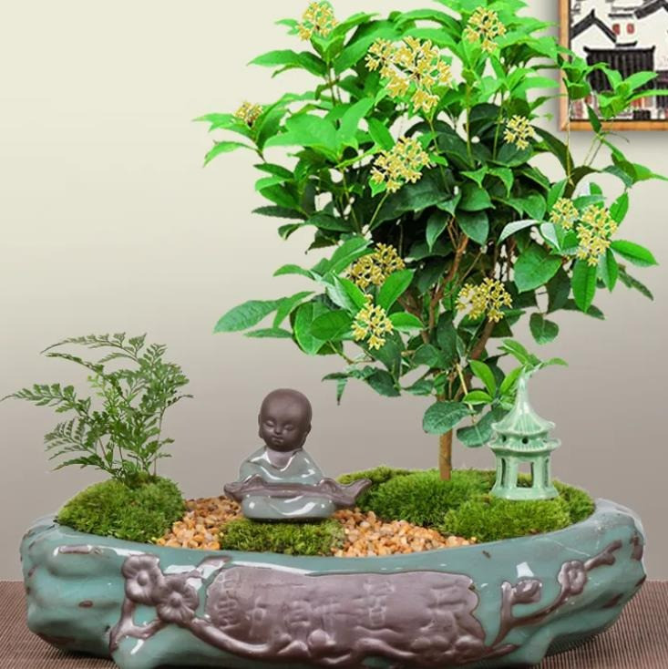 5 lưu ý phong thủy để cây cảnh không “trở mặt thành thù” - Hình 7 5 luu y phong thuy de cay canh khong “tro mat thanh thu”-Hinh-7