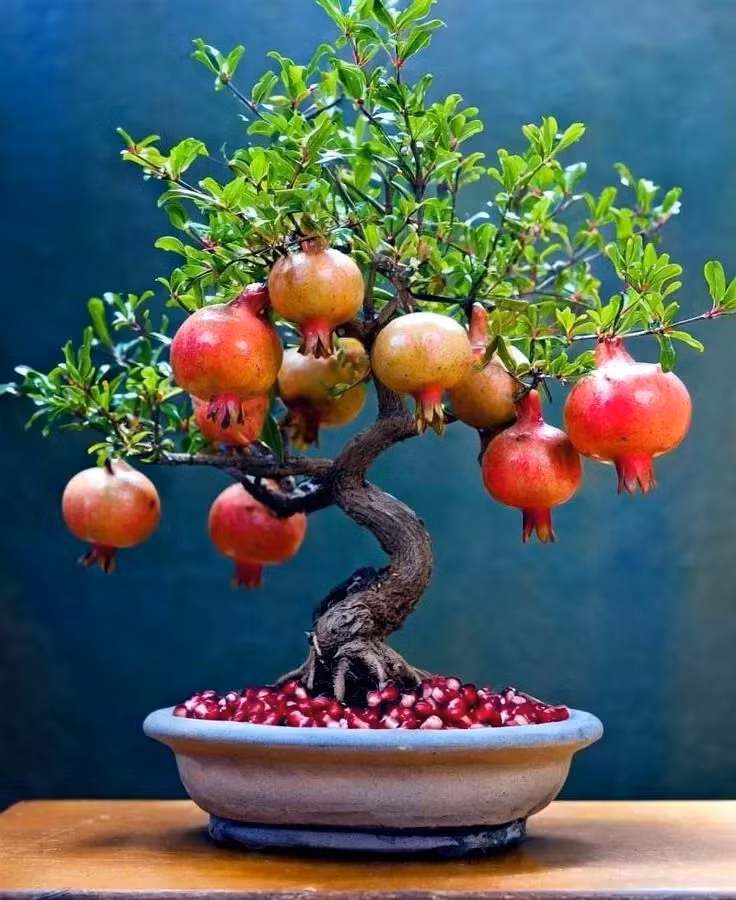 5 lưu ý phong thủy để cây cảnh không “trở mặt thành thù” - Hình 6 5 luu y phong thuy de cay canh khong “tro mat thanh thu”-Hinh-6