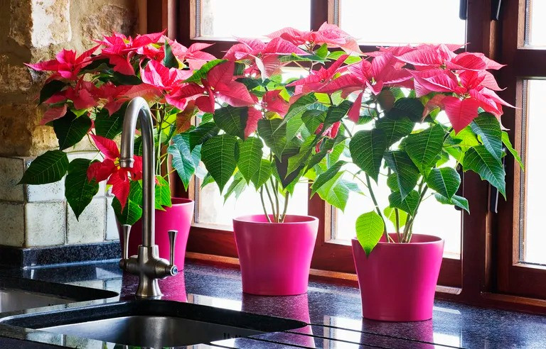 5 lưu ý phong thủy để cây cảnh không “trở mặt thành thù” - Hình 2 5 luu y phong thuy de cay canh khong “tro mat thanh thu”-Hinh-2