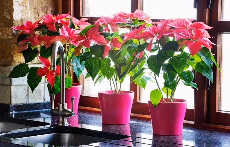 5 lưu ý phong thủy để cây cảnh không “trở mặt thành thù” - Hình 2 5 luu y phong thuy de cay canh khong “tro mat thanh thu”-Hinh-2