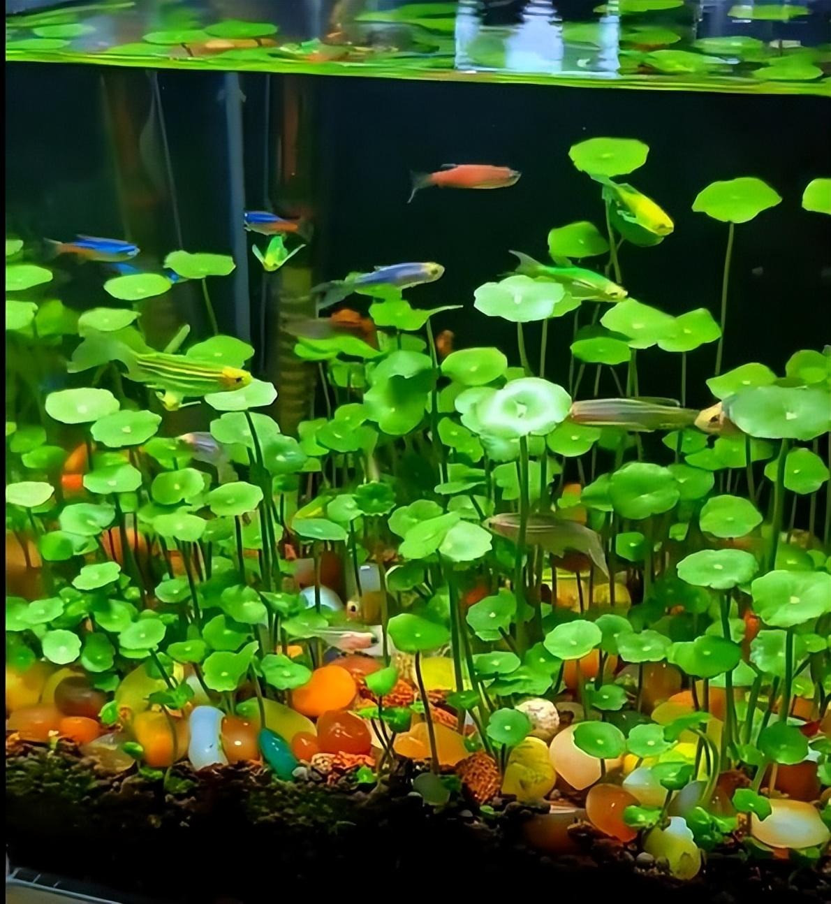 1. Cây cảnh: Cỏ đồng tiền. Cây cảnh cỏ tiền đồng có ý nghĩa thu hút sự giàu có, trường thọ, may mắn và giàu có, niềm vui. Bởi vì lá của nó có hình tròn giống như đồng tiền cổ, tuổi thọ đặc biệt dài. Và vì nó tròn nên còn có nghĩa là viên mãn, tràn đầy, vui sướng. Ảnh minh họa Toutiao 