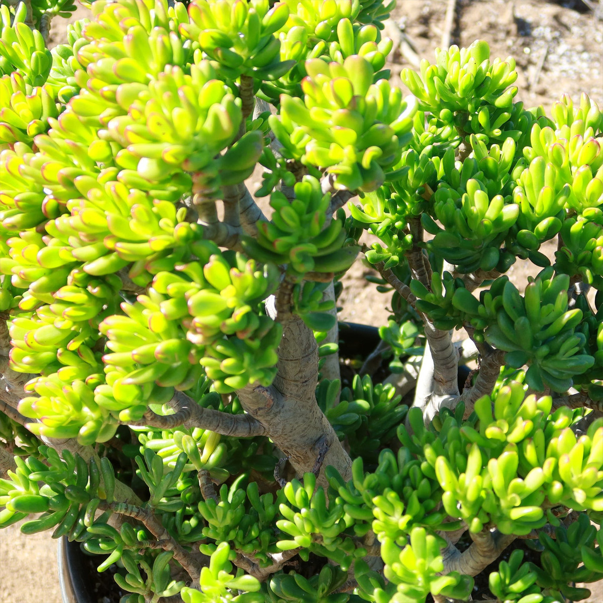  Nó giống như con Tỳ hưu trong thế giới thực vật, các ống hút loe miệng phần trên, dày và kín phần dưới có thể hút tiền vào rồi khó mà lấy ra được. Vào mùa hè, cây cảnh này có màu xanh lục. Trong ba mùa xuân, thu, đông, do nắng ấm và nhiệt độ chênh lệch tăng cao nên lá cây hút tiền chuyển sang màu đỏ trông đặc biệt may mắn và tài lộc. Ảnh minh họa planetdesert