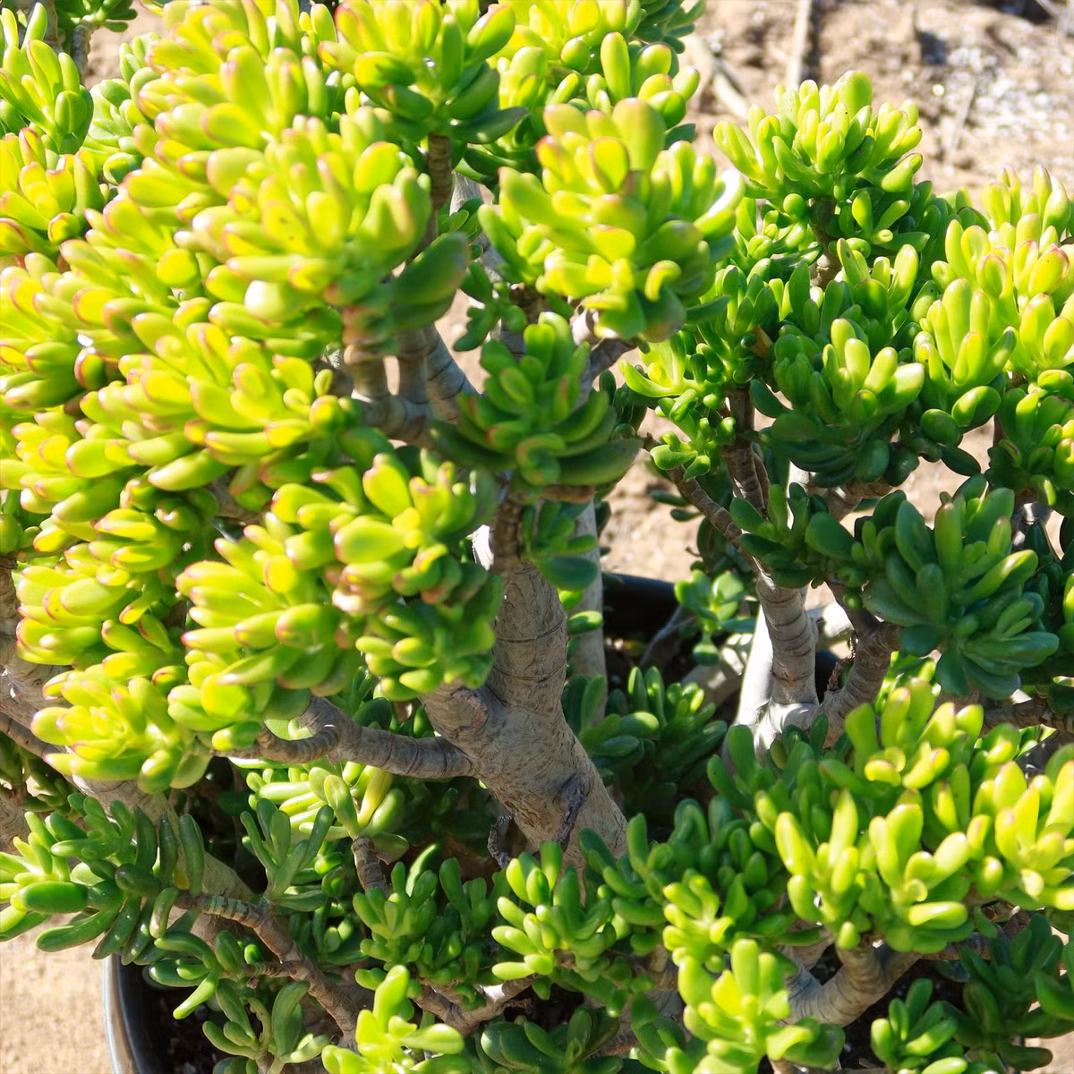  Nó giống như con Tỳ hưu trong thế giới thực vật, các ống hút loe miệng phần trên, dày và kín phần dưới có thể hút tiền vào rồi khó mà lấy ra được. Vào mùa hè, cây cảnh này có màu xanh lục. Trong ba mùa xuân, thu, đông, do nắng ấm và nhiệt độ chênh lệch tăng cao nên lá cây hút tiền chuyển sang màu đỏ trông đặc biệt may mắn và tài lộc. Ảnh minh họa planetdesert