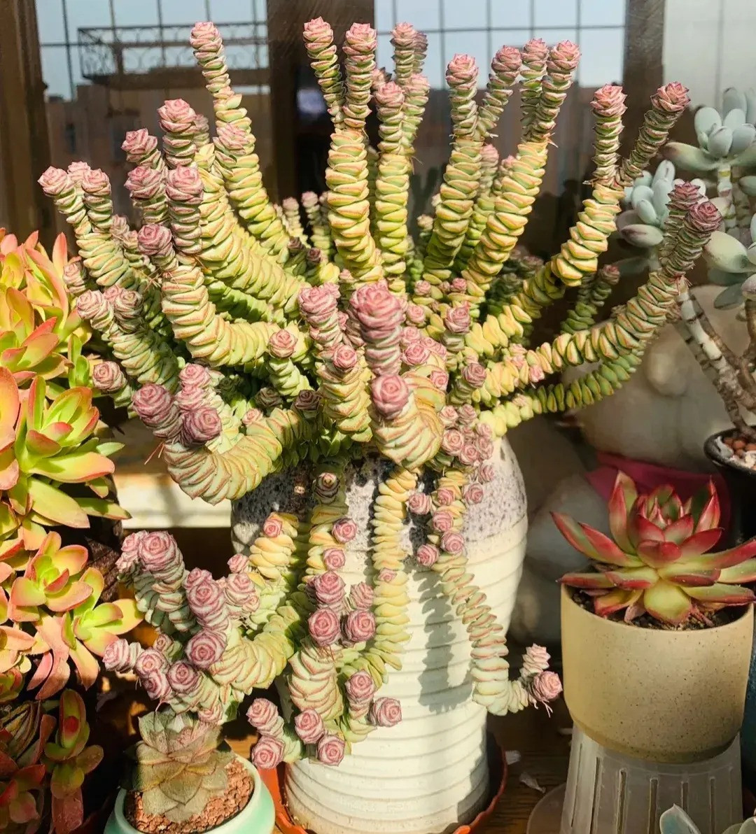 4. Cây cảnh: Chuỗi tiền. Sen đá chuỗi tiền (tên khoa học là Crassula perforata) là một loại cây mọng nước rất đẹp. Thân rễ và lá của nó được kết nối với nhau như những đồng xu cổ, rất thú vị. Tuy nhiên một số tâm hồn ăn uống lại nhìn cây cảnh này như "xiên thịt". Ảnh minh họa Toutiao 