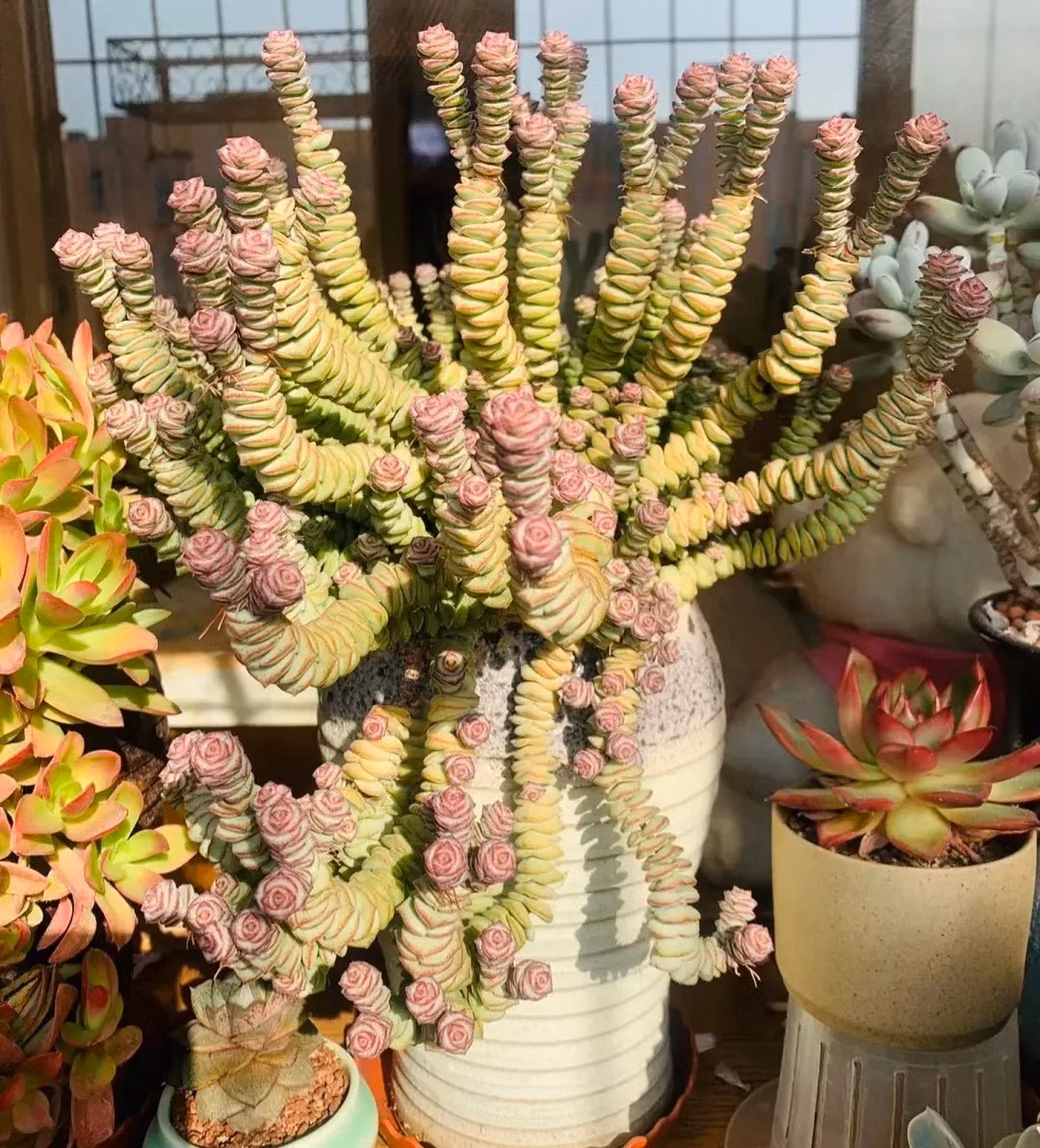 4. Cây cảnh: Chuỗi tiền. Sen đá chuỗi tiền (tên khoa học là Crassula perforata) là một loại cây mọng nước rất đẹp. Thân rễ và lá của nó được kết nối với nhau như những đồng xu cổ, rất thú vị. Tuy nhiên một số tâm hồn ăn uống lại nhìn cây cảnh này như "xiên thịt". Ảnh minh họa Toutiao 