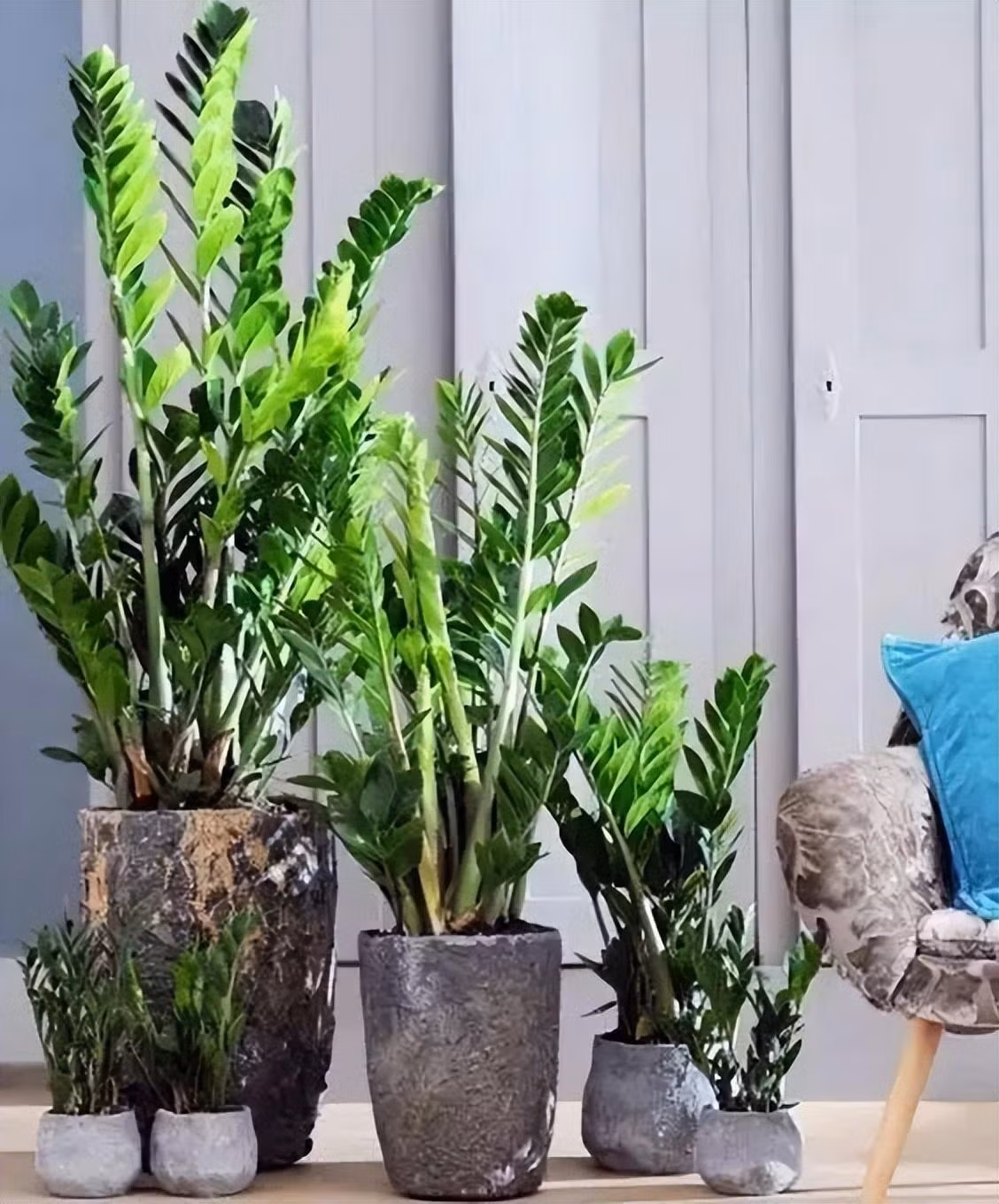 Chính vì ưu điểm trên mà nhiều người thích trồng cây cảnh hút tiền trong nhà. Nó cón đặc biệt dễ chăm sóc, có tuổi thọ hàng trăm năm, có thể làm bạn cả đời, càng sống càng cao cấp và đẹp đẽ. Ảnh minh họa Toutiao