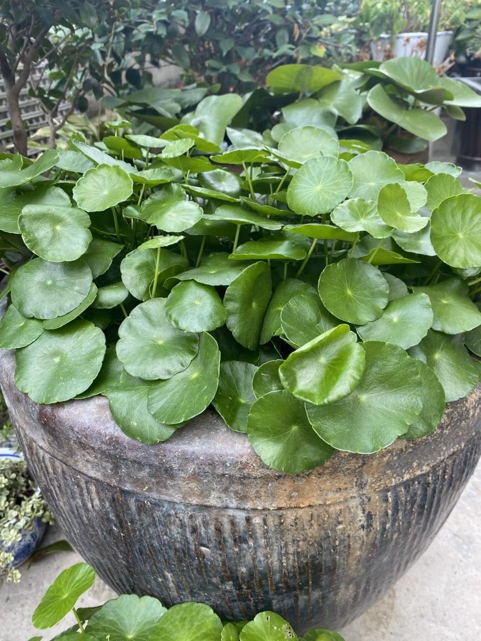  Lá tròn cũng tượng trưng cho “phú quý nở hoa”, luôn xanh tốt, mơn mởn tượng trung cho sự sính sôi, nảy nở, tài lộc thăng hoa. Cỏ đồng tiền là một trong ít những loài cỏ hiếm hoi được "lên ngôi" thành cây cảnh yêu thích. Ảnh minh họa Toutiao