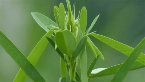 Loai cay ky la, nhac len la nhay, Viet Nam co rat nhieu-Hinh-2