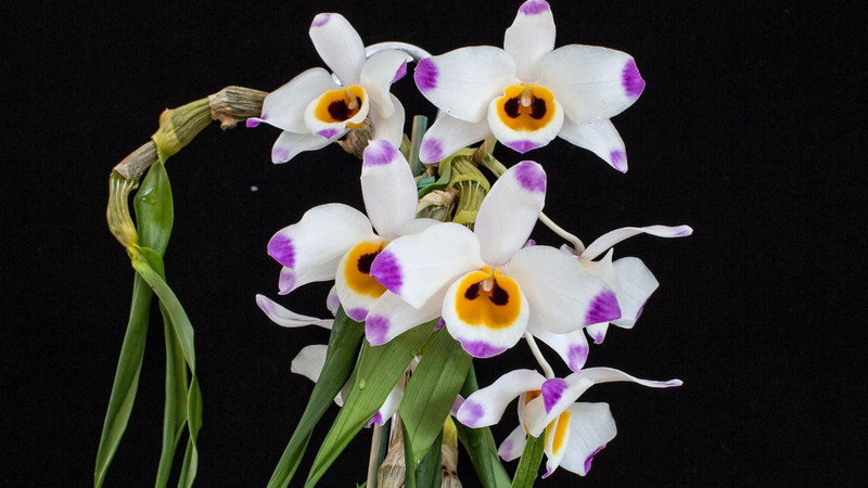 Loài hoa này cũng là biểu tượng cho vẻ đẹp tinh tế và sang trọng. Chúng thường xuất hiện trong các sự kiện trang trọng như đám cưới hoặc lễ kỷ niệm.