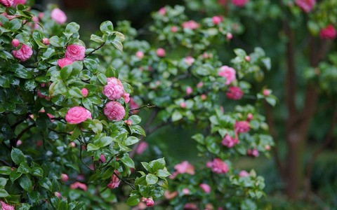 Ý nghĩa của nó là sự tốt lành và giàu có. Trồng cây cảnh này trong nhà sẽ tốt cho phong thủy, cũng có ngụ ý "vàng bạc đầy nhà". Việc giữ một cây cảnh này trong nhà không chỉ có thể cải thiện hương vị cho ngôi nhà của bạn mà còn mang lại may mắn và những lời chúc tốt đẹp.