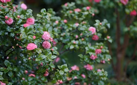 Ý nghĩa của nó là sự tốt lành và giàu có. Trồng cây cảnh này trong nhà sẽ tốt cho phong thủy, cũng có ngụ ý "vàng bạc đầy nhà". Việc giữ một cây cảnh này trong nhà không chỉ có thể cải thiện hương vị cho ngôi nhà của bạn mà còn mang lại may mắn và những lời chúc tốt đẹp.