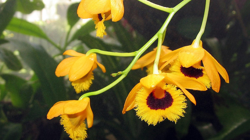  Màu sắc của hoa chủ yếu là các màu tươi sáng như hồng, trắng, vàng, tím,… Sau khi nở hoa, cây cảnh này tạo nên không gian lãng mạn, lơ lửng như tiên cảnh ở giữa lưng chừng trời, như thể trong thế giới cổ tích không bị bụi bặm trần tục chạm vào. Loài hoa đẹp mê mẩn, say lòng người này còn được mệnh danh là "cỏ tiên ngàn năm". 