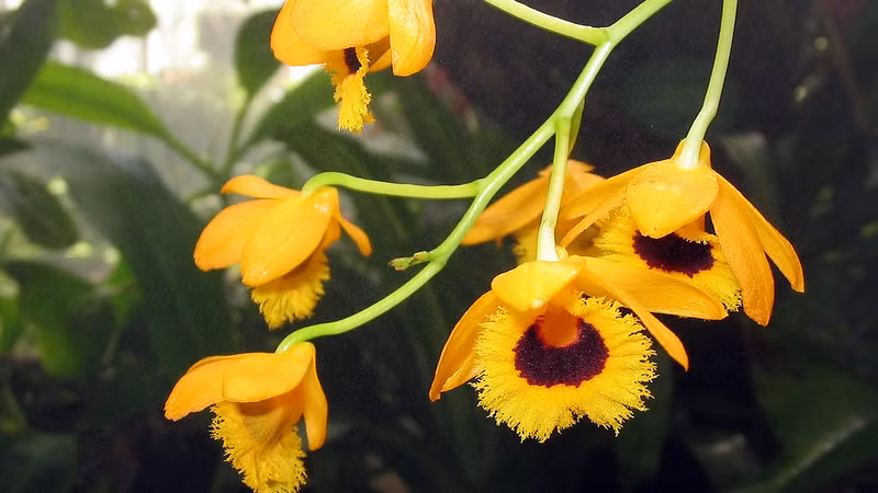  Màu sắc của hoa chủ yếu là các màu tươi sáng như hồng, trắng, vàng, tím,… Sau khi nở hoa, cây cảnh này tạo nên không gian lãng mạn, lơ lửng như tiên cảnh ở giữa lưng chừng trời, như thể trong thế giới cổ tích không bị bụi bặm trần tục chạm vào. Loài hoa đẹp mê mẩn, say lòng người này còn được mệnh danh là "cỏ tiên ngàn năm". 