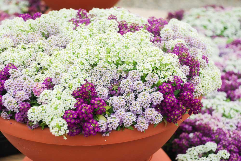  3. Cây cảnh: Ngàn sao. Cây cảnh ngàn sao hay còn gọi là hoa ngàn sao, Alyssum ngọt ngào có tên tiếng Anh là Sweet Alyssum hoặc Lover’s Alyssum, tên khoa học là Lobularia maritima. 